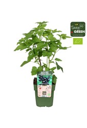 Ribes nigrum Titania Bio P13