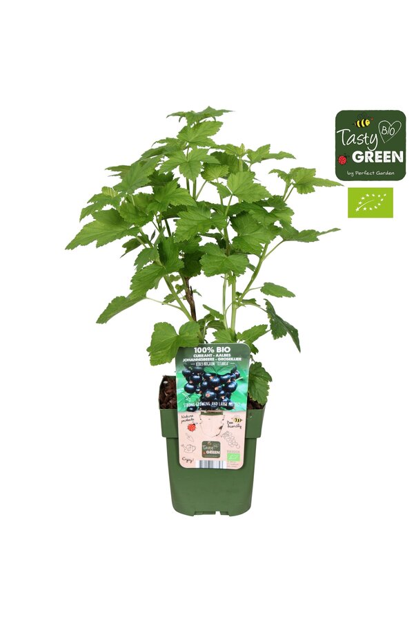 Ribes nigrum Titania Bio P13