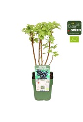 Ribes nigrum Titania Bio P13