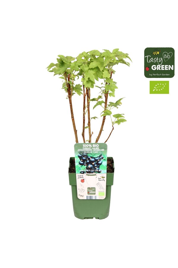 Ribes nigrum Titania Bio P13