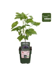 Ribes nigrum Titania Bio P13
