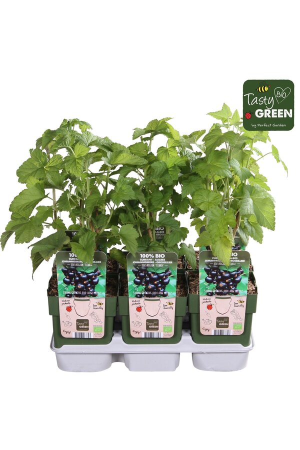 Ribes nigrum Titania Bio P13