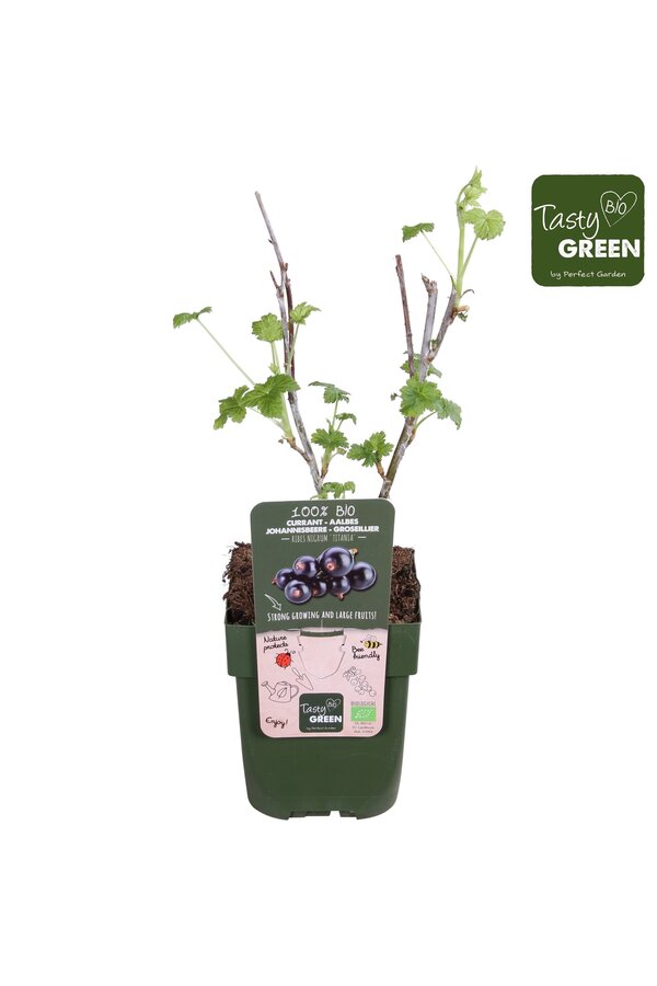 Ribes nigrum Titania Bio P13