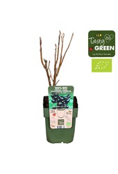 Ribes nigrum Titania Bio P13