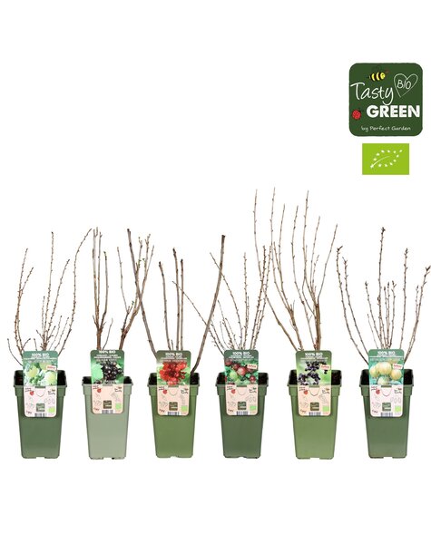 Ribes mix tray Bio P19