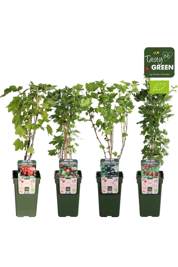 Ribes mix tray Bio P19