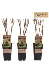 Ribes Jostaberry P15