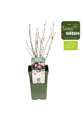 Ribes uva-crispa Crispa® Darling® Bio P19