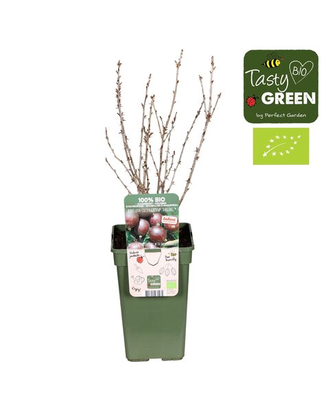 Ribes uva-crispa Crispa® Darling® Bio P19