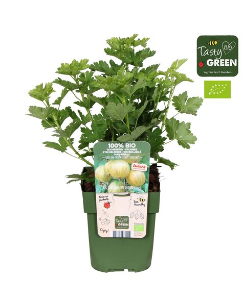 Ribes uva-crispa Crispa® Goldling® Bio P13