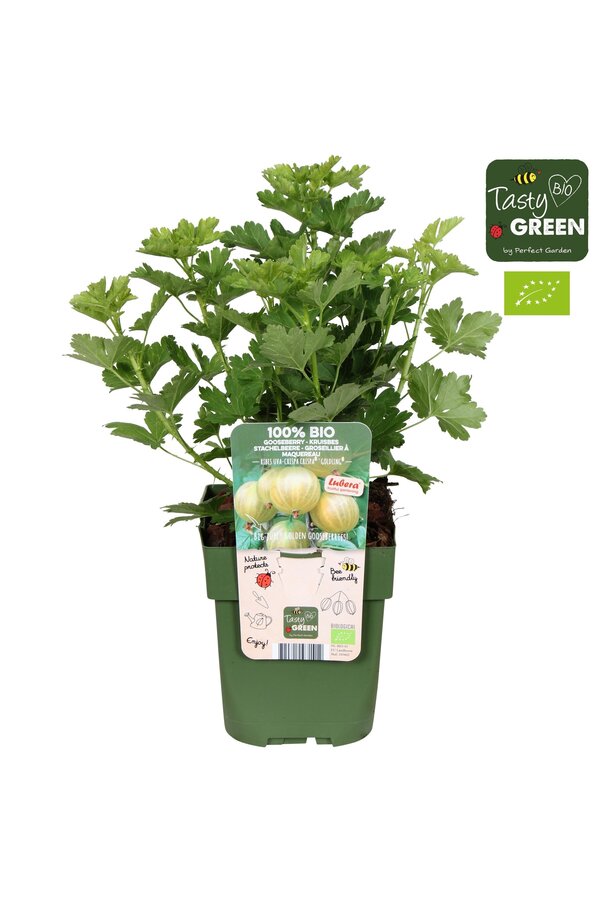 Ribes uva-crispa Crispa® Goldling® Bio P13