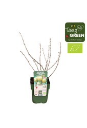 Ribes uva-crispa Crispa® Goldling® Bio P13