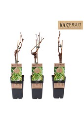 Vitis Phoenix (geënt) P15