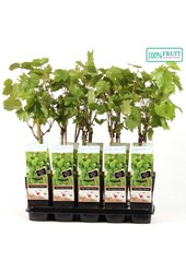 Vitis Himrod (pitloos) P15