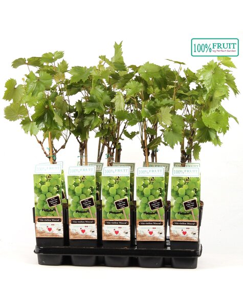 Vitis Himrod (pitloos) P15