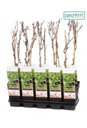 Vitis Himrod (pitloos) P15