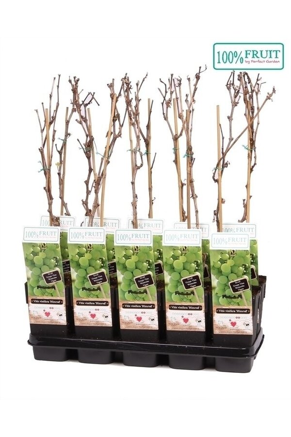 Vitis Himrod (pitloos) P15