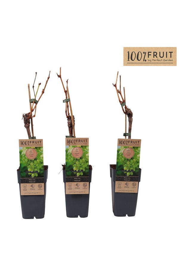 Vitis Himrod (pitloos) P15