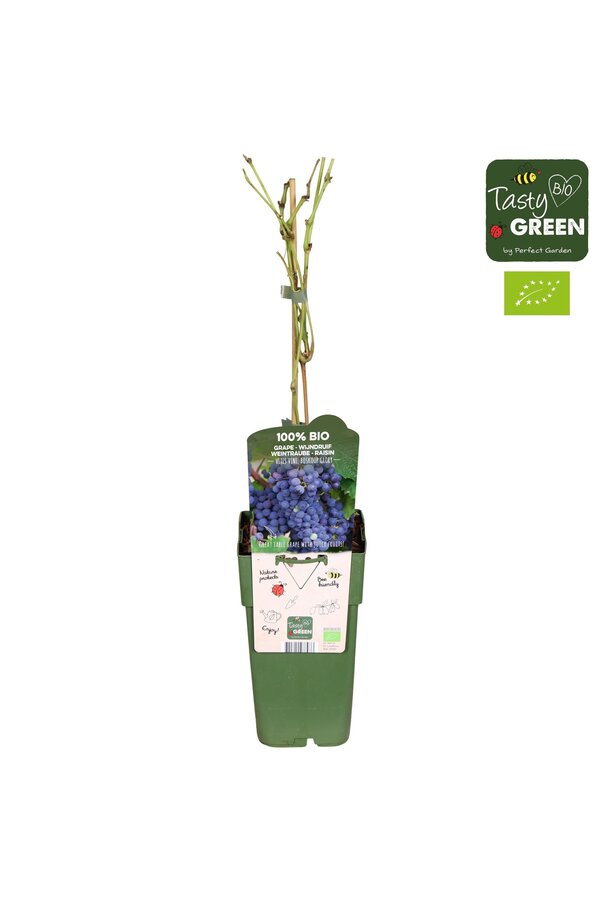 Vitis vinifera Boskoop Glory Bio P15