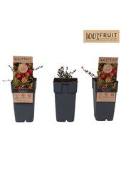 Vaccinium Early Black P15