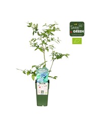 Vaccinium corymbosum Reka Bio P15