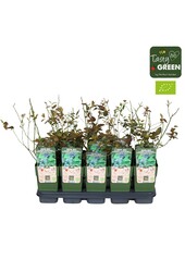 Vaccinium corymbosum Reka Bio P15