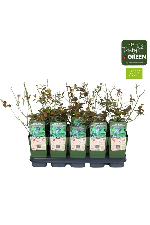 Vaccinium corymbosum Reka Bio P15