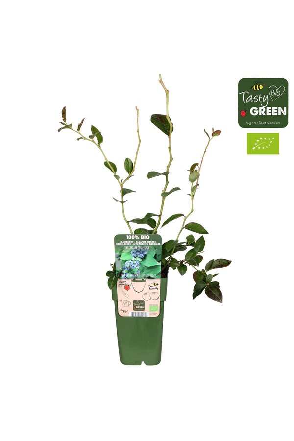 Vaccinium corymbosum Reka Bio P15