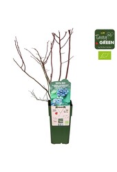 Vaccinium corymbosum Reka Bio P15