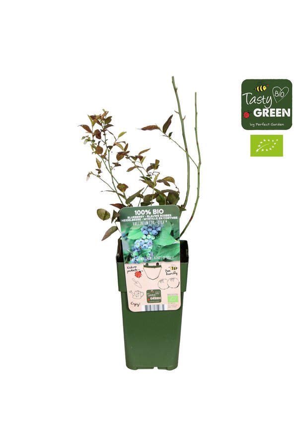 Vaccinium corymbosum Reka Bio P15