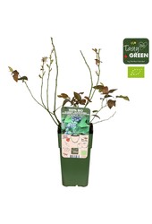 Vaccinium corymbosum Reka Bio P15