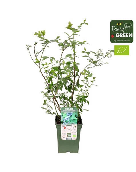 Vaccinium corymbosum Reka® Bio P23