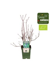Vaccinium corymbosum Reka® Bio P23