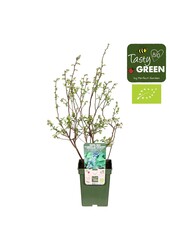 Vaccinium corymbosum Reka® Bio P23