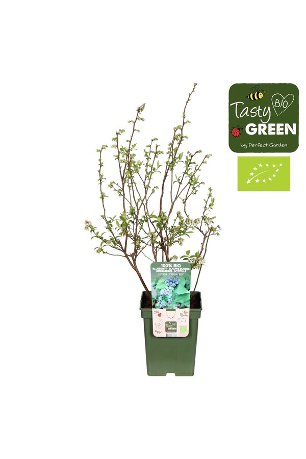 Vaccinium corymbosum Reka® Bio P23