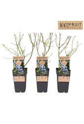 Vaccinium Goldtraube 71 P15