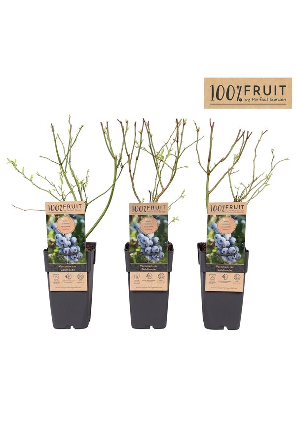 Vaccinium Goldtraube 71 P15