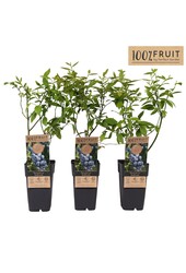 Vaccinium Goldtraube 71 P15