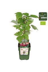 Rubus idaeus Sanibelle® Bio P13