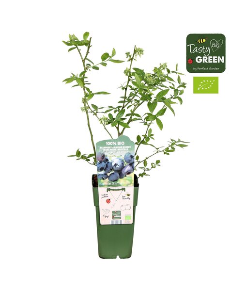 Vaccinium corymbosum Blue Dessert® Bio P15