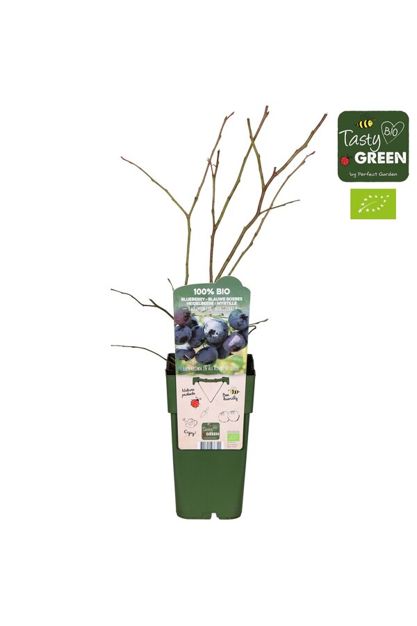 Vaccinium corymbosum Blue Dessert® Bio P15