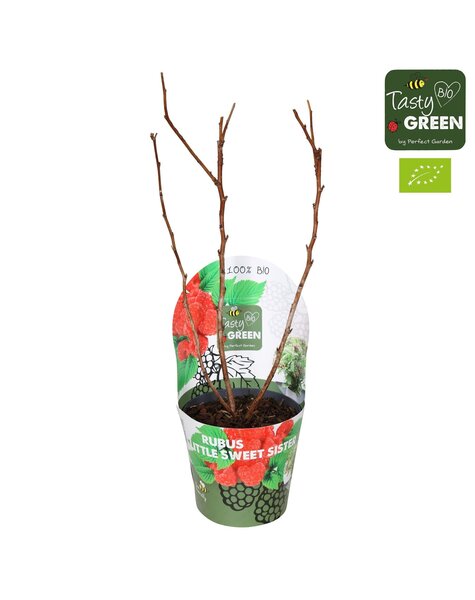 Rubus Low.® Little Sweet Sister® Bio P14