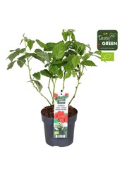 Rubus Low.® Little Sweet Sister® Bio P14