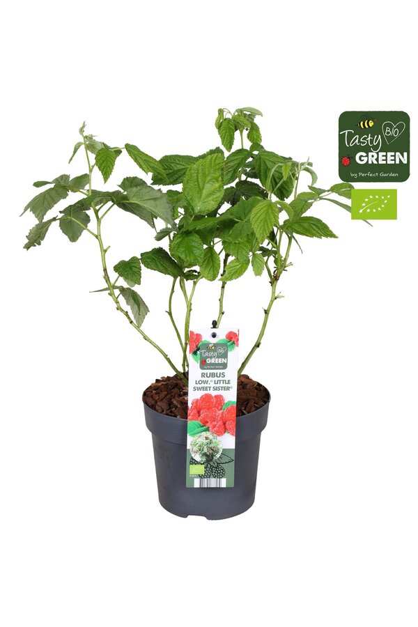Rubus Low.® Little Sweet Sister® Bio P14