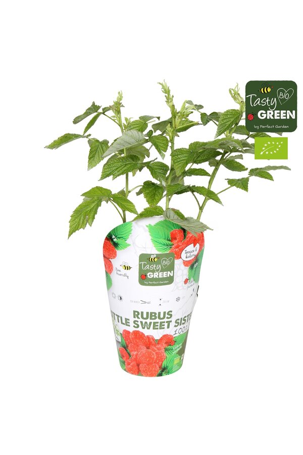 Rubus Low.® Little Sweet Sister® Bio P14