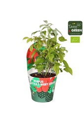 Rubus Low.® Little Sweet Sister® Bio P14