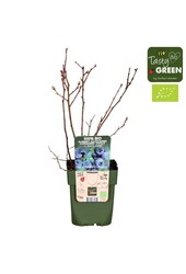 Vaccinium corymbosum Blue Roma® Bio P13