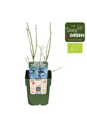 Vaccinium corymbosum Blue Roma® Bio P13