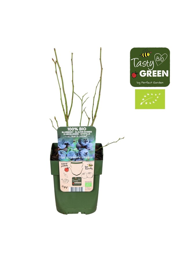 Vaccinium corymbosum Blue Roma® Bio P13