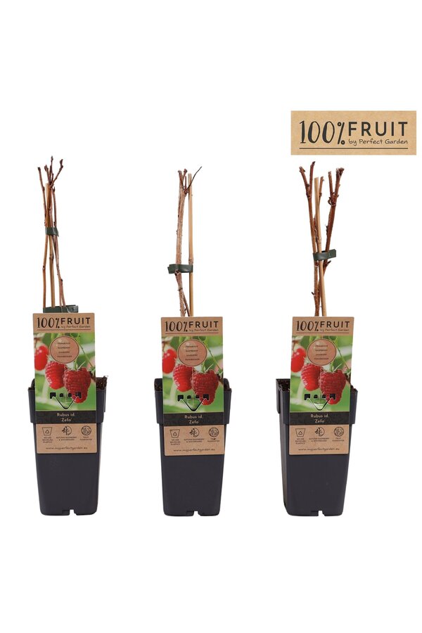 Rubus idaeus Zefa Herbsternte P15